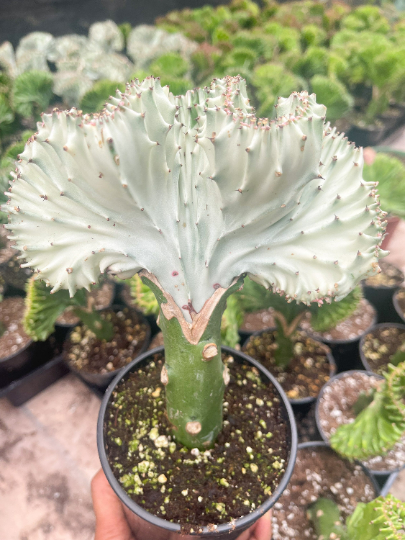 Coral-like plant structure