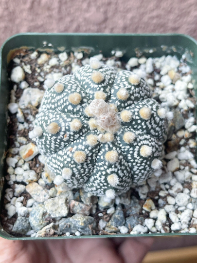 cactus plant for sale