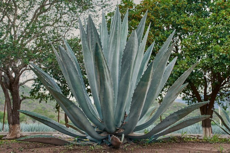 blue cactus plant for sale