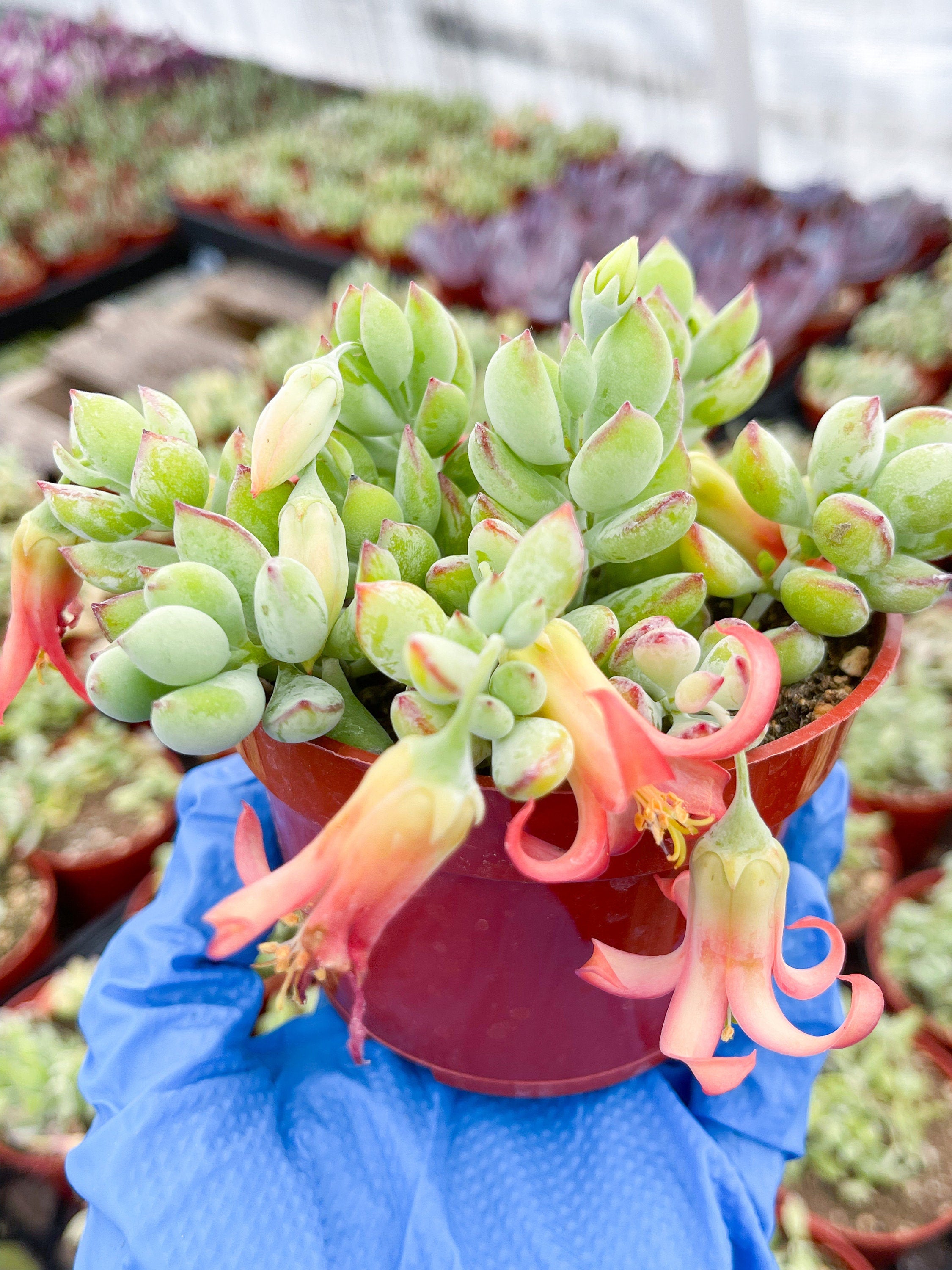 Cotyledon Pendens 'Cliff Cotyledon'