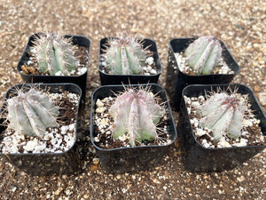 2” Stenocereus griseus Cactus