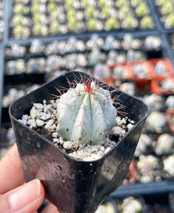 2” Stenocereus griseus Cactus