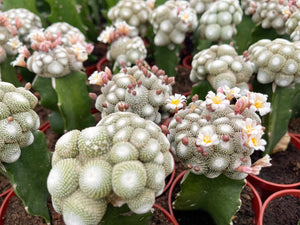 5" Blossfeldia liliputan cactus | Rare Cactus