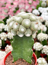 Load image into Gallery viewer, 5&quot; Blossfeldia liliputan cactus | Rare Cactus
