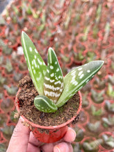 Load image into Gallery viewer, 2”Tiger Aloe | Aloe variegata

