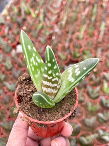 2”Tiger Aloe | Aloe variegata