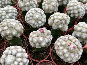 5" Blossfeldia liliputan cactus | Rare Cactus