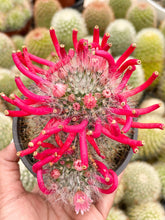 Load image into Gallery viewer, 4” Mammillaria Bocasana clusters with flower | Powder Puff Cactus
