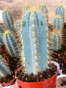 3.25” pot Blue Torch, Pilosocereus Azureus | Blue Cactus