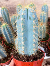 Load image into Gallery viewer, 3.25” pot Blue Torch, Pilosocereus Azureus | Blue Cactus

