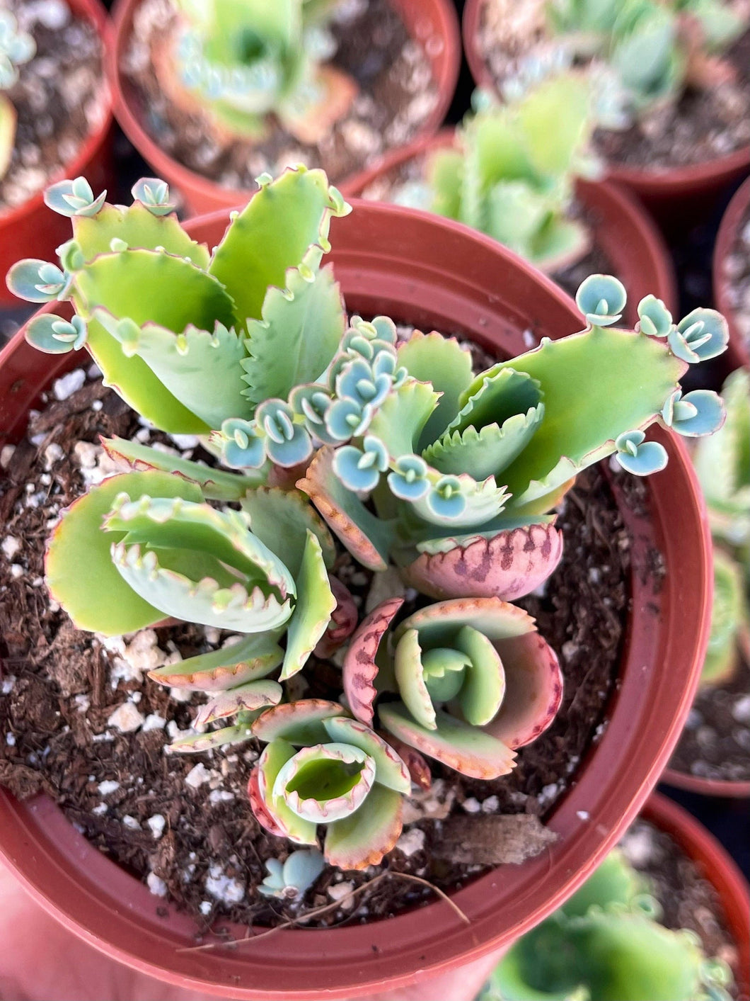 4” Kalanchoe daigremontiana Clusters | Mother of Thousands