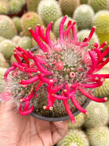 4” Mammillaria Bocasana clusters with flower | Powder Puff Cactus