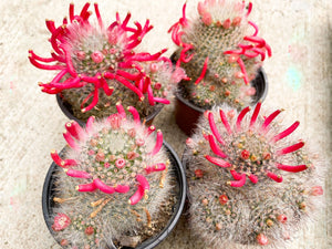4” Mammillaria Bocasana clusters with flower | Powder Puff Cactus