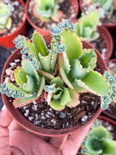 Load image into Gallery viewer, 4” Kalanchoe daigremontiana Clusters | Mother of Thousands
