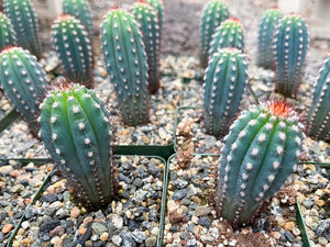 3.5” Cipocereus Bradei | Rare Cactus