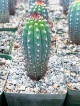 Load image into Gallery viewer, 3.5” Cipocereus Bradei | Rare Cactus

