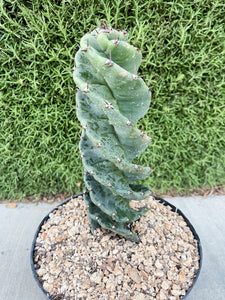 Spiral Cactus | Cereus forbesii Spiralis | Rare Cactus