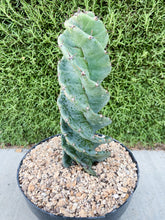 Load image into Gallery viewer, Spiral Cactus | Cereus forbesii Spiralis | Rare Cactus
