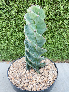 Spiral Cactus | Cereus forbesii Spiralis | Rare Cactus