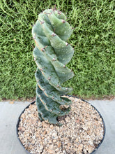 Load image into Gallery viewer, Spiral Cactus | Cereus forbesii Spiralis | Rare Cactus
