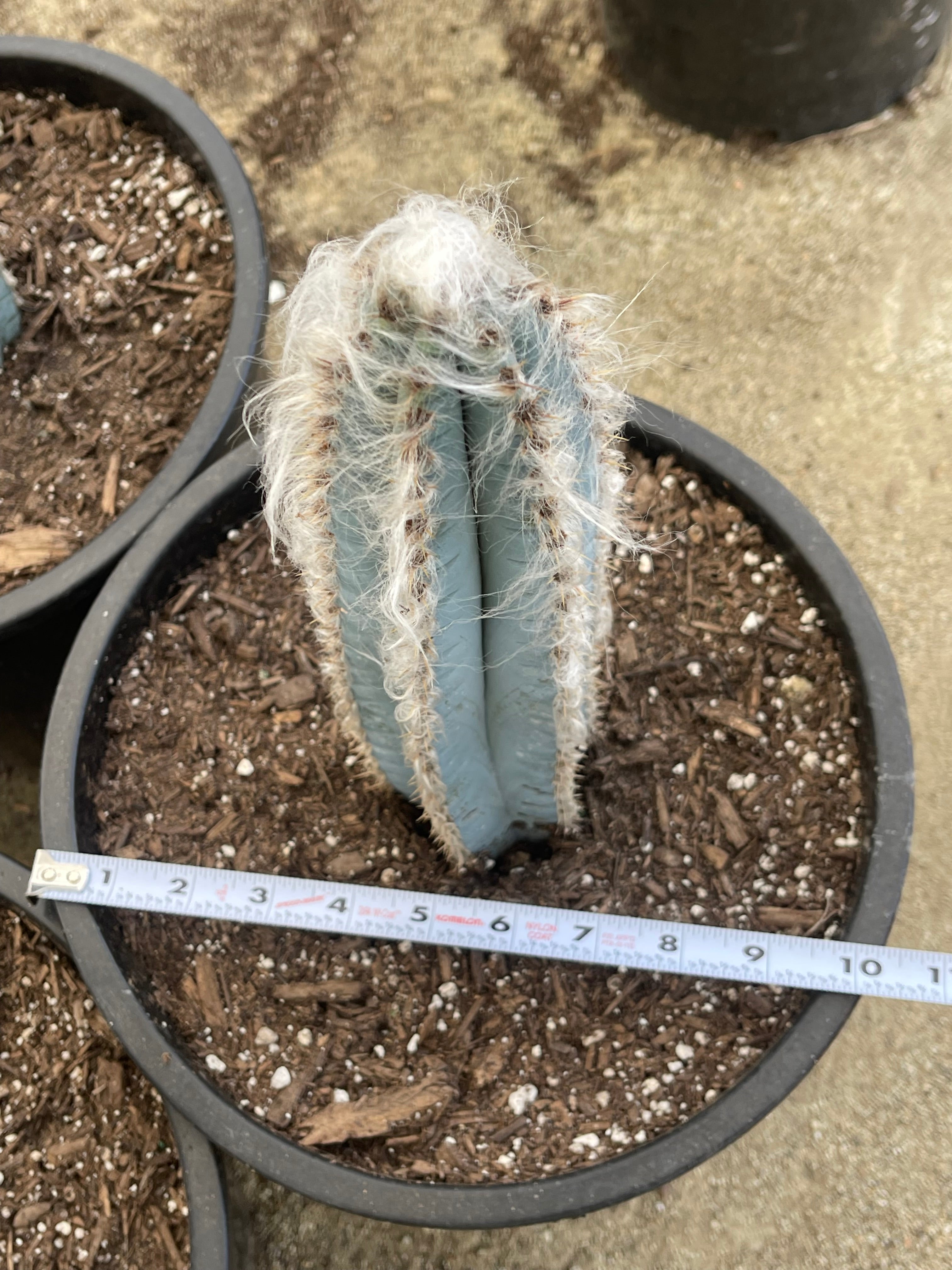 Hairy Blue Cactus | Pilosocereus Azureus | Live Plant | Live