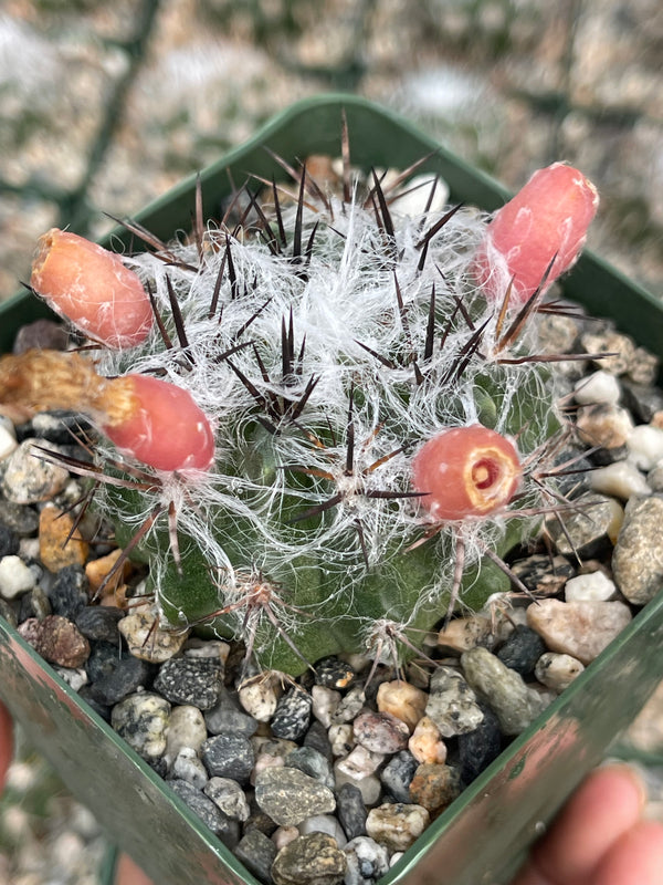 Neoporteria Floccosa | Live Plant | Live Cactus