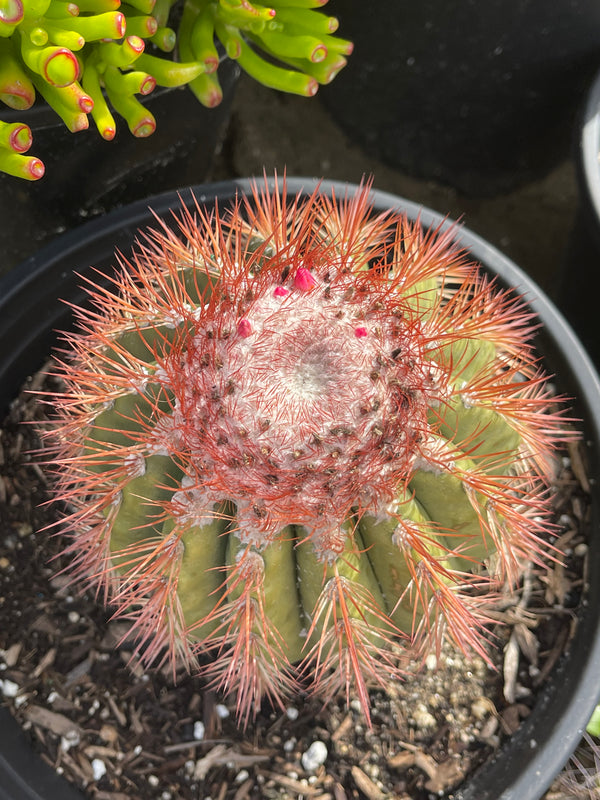 Melocactus | Unique Desert Plant | Live Plant | Rare Cactus