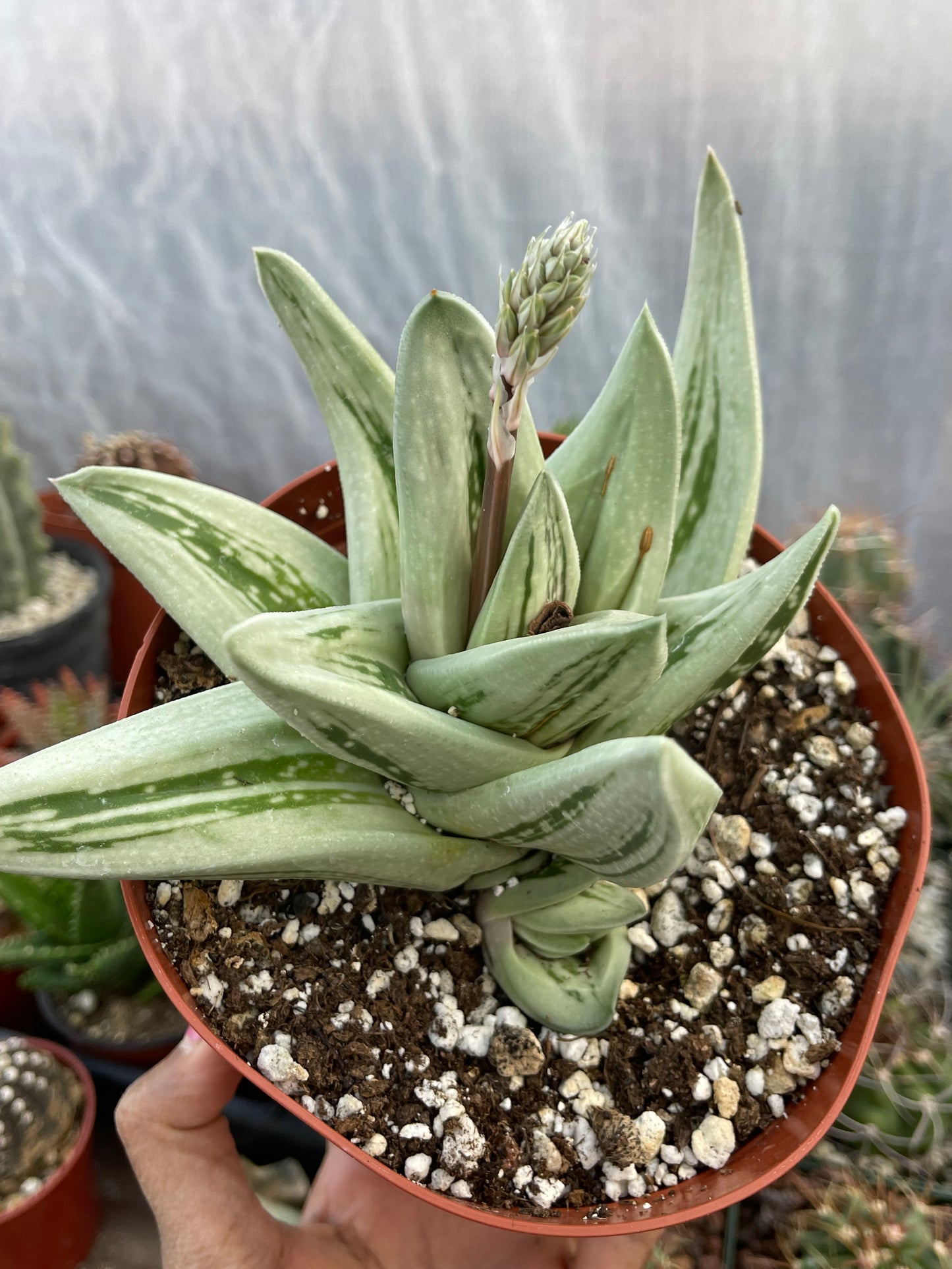 Gasteraloe Green Ice Rosette shape | Succulent Live Plant | Rare Item | Gastric | Live Succulent