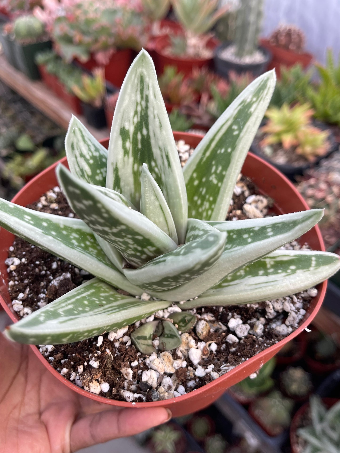 Gasteraloe Green Ice Rosette shape | Succulent Live Plant | Rare Item | Gastric | Live Succulent