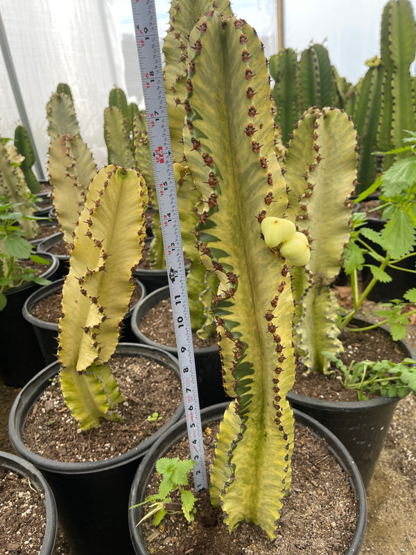 Euphorbia Ammak | Cactus Plant | Cactus for sale