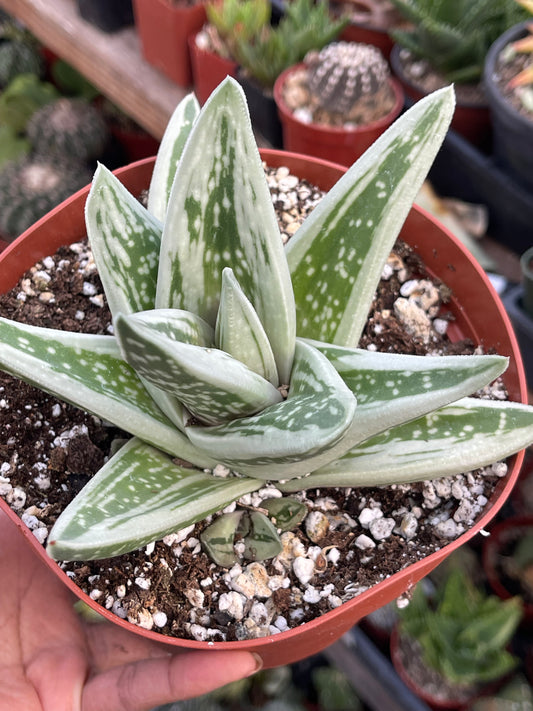 Gasteraloe Green Ice Rosette shape | Succulent Live Plant | Rare Item | Gastric | Live Succulent