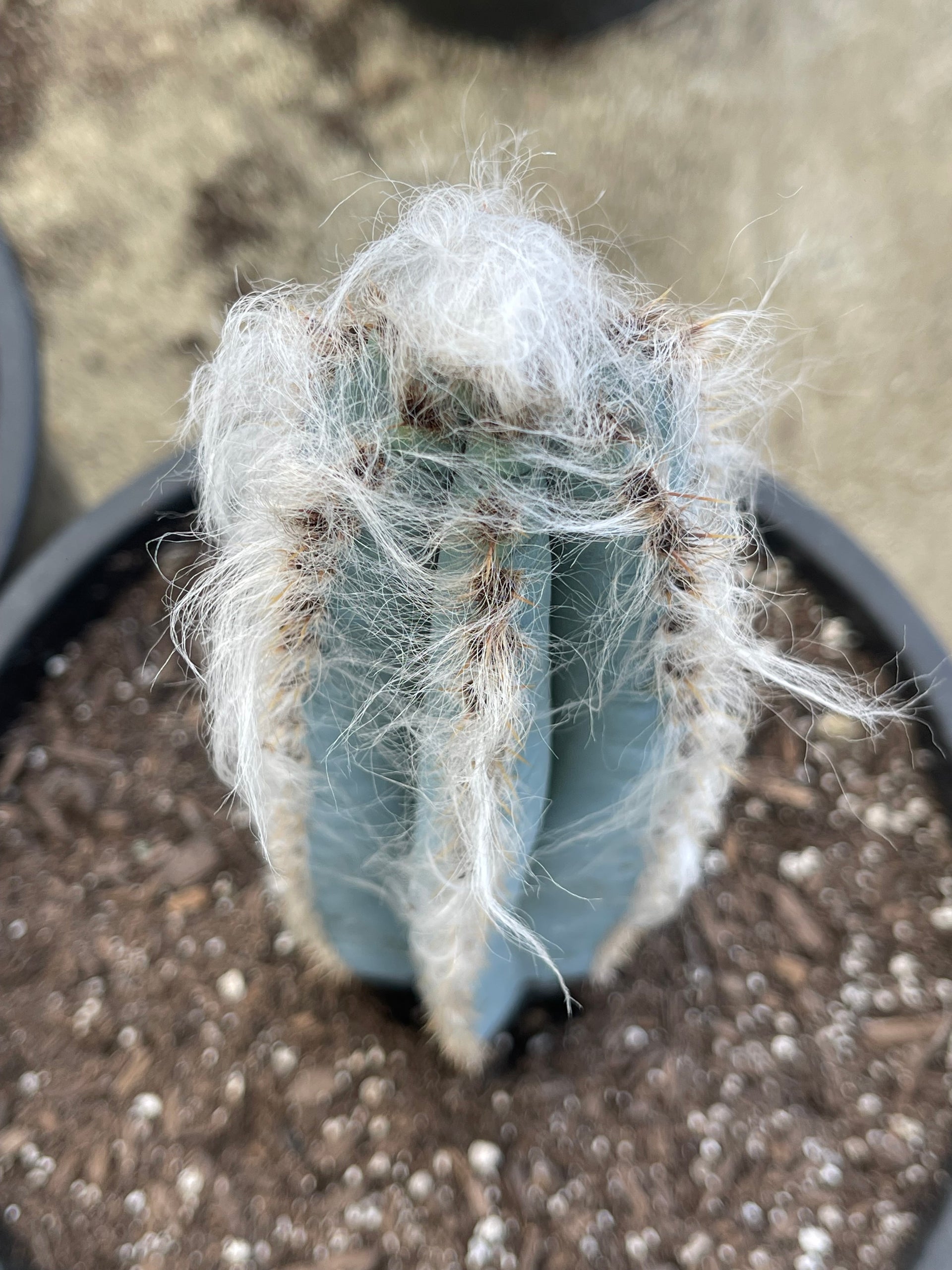 Hairy Blue Cactus | Pilosocereus Azureus | Live Plant