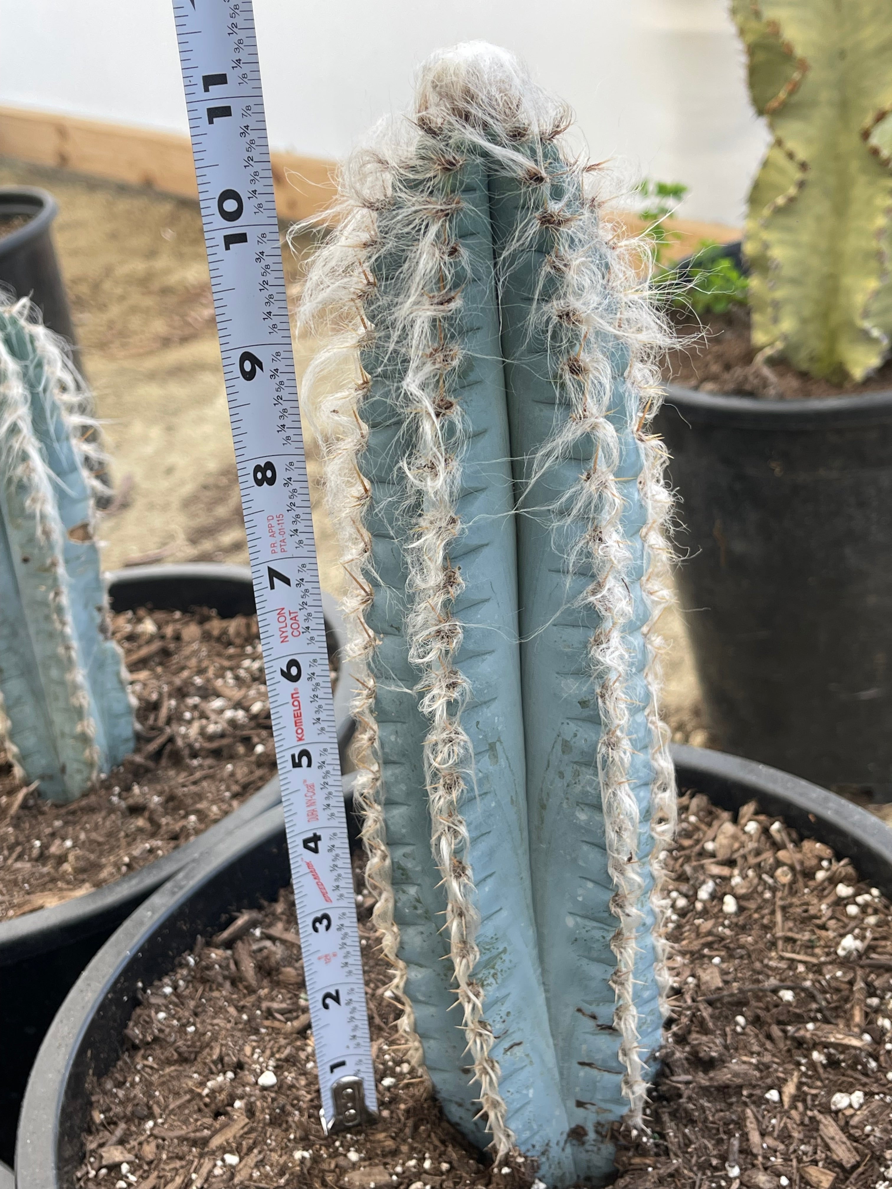 Hairy Blue Cactus | Pilosocereus Azureus | Live Plant | Live