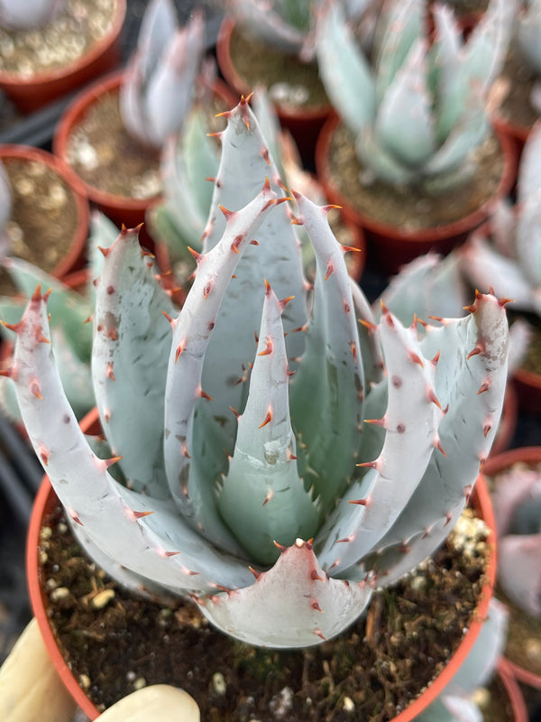 4” Aloe peglerae | Rosette Form I Live Plant I Live Aloe