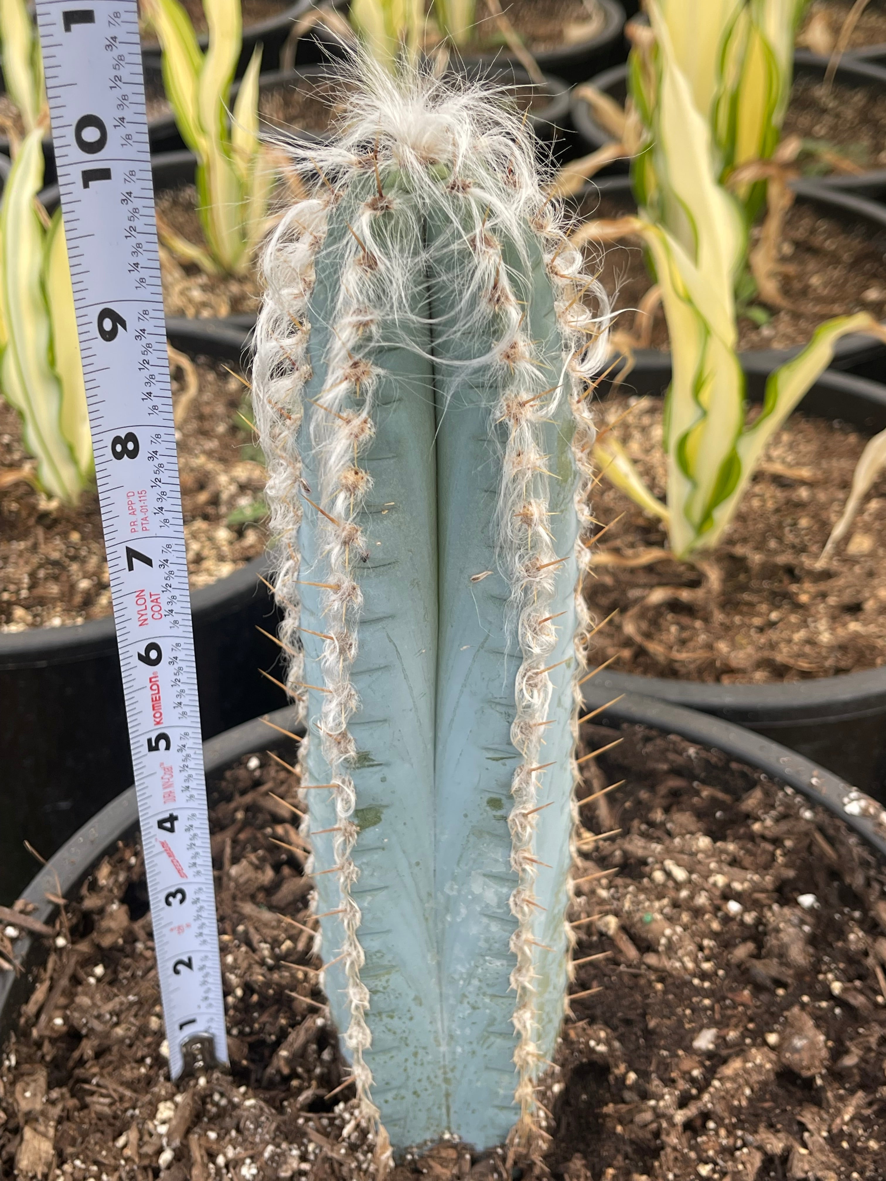 Hairy Blue Cactus | Pilosocereus Azureus | Live Plant | Live