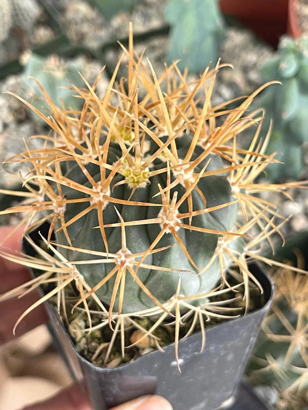 Ferocactus Chrysacanthus | Live Cactus | Live Plant