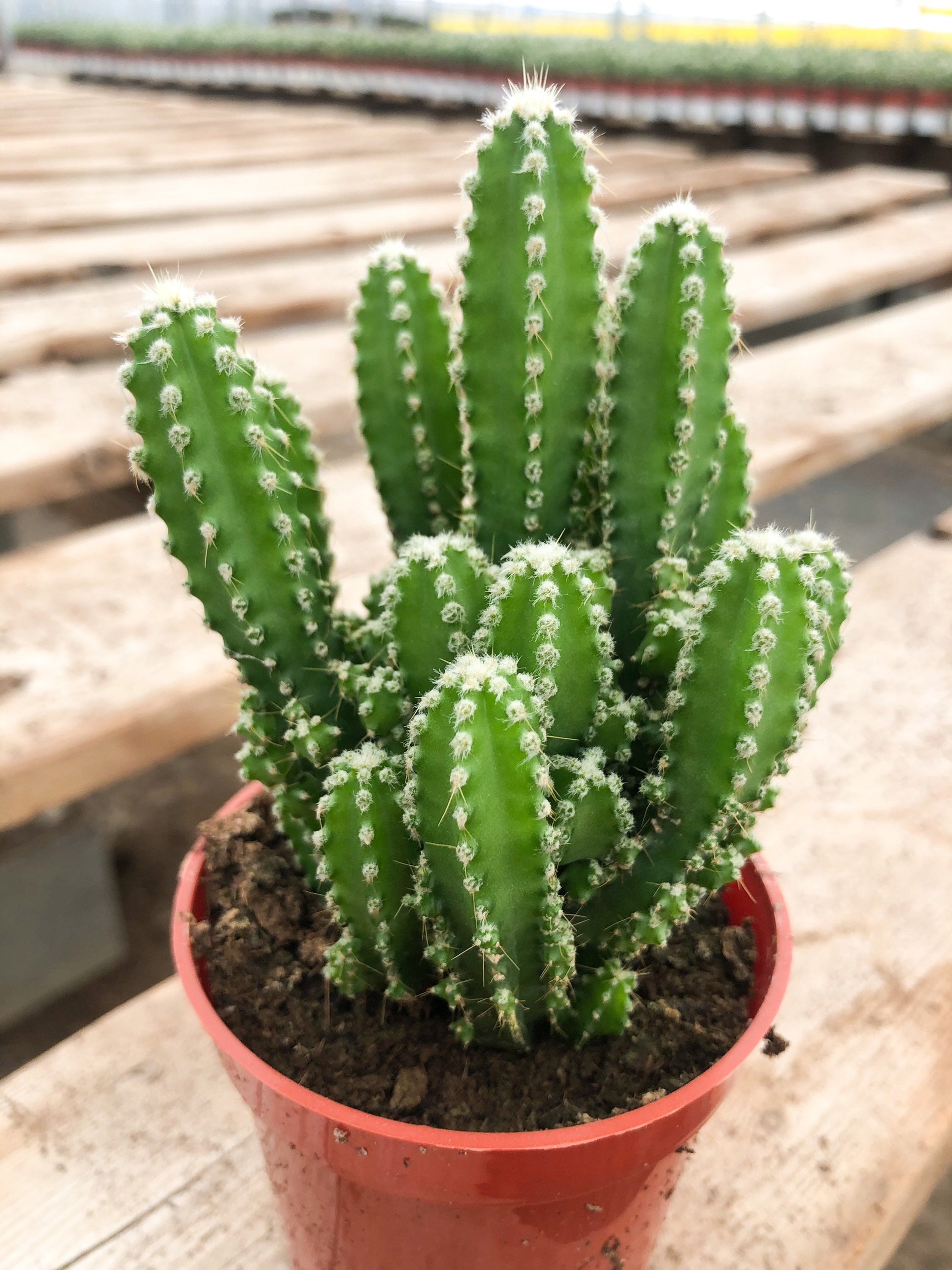 Fairy Castle Cactus | Fairytale Castle | Live Plant