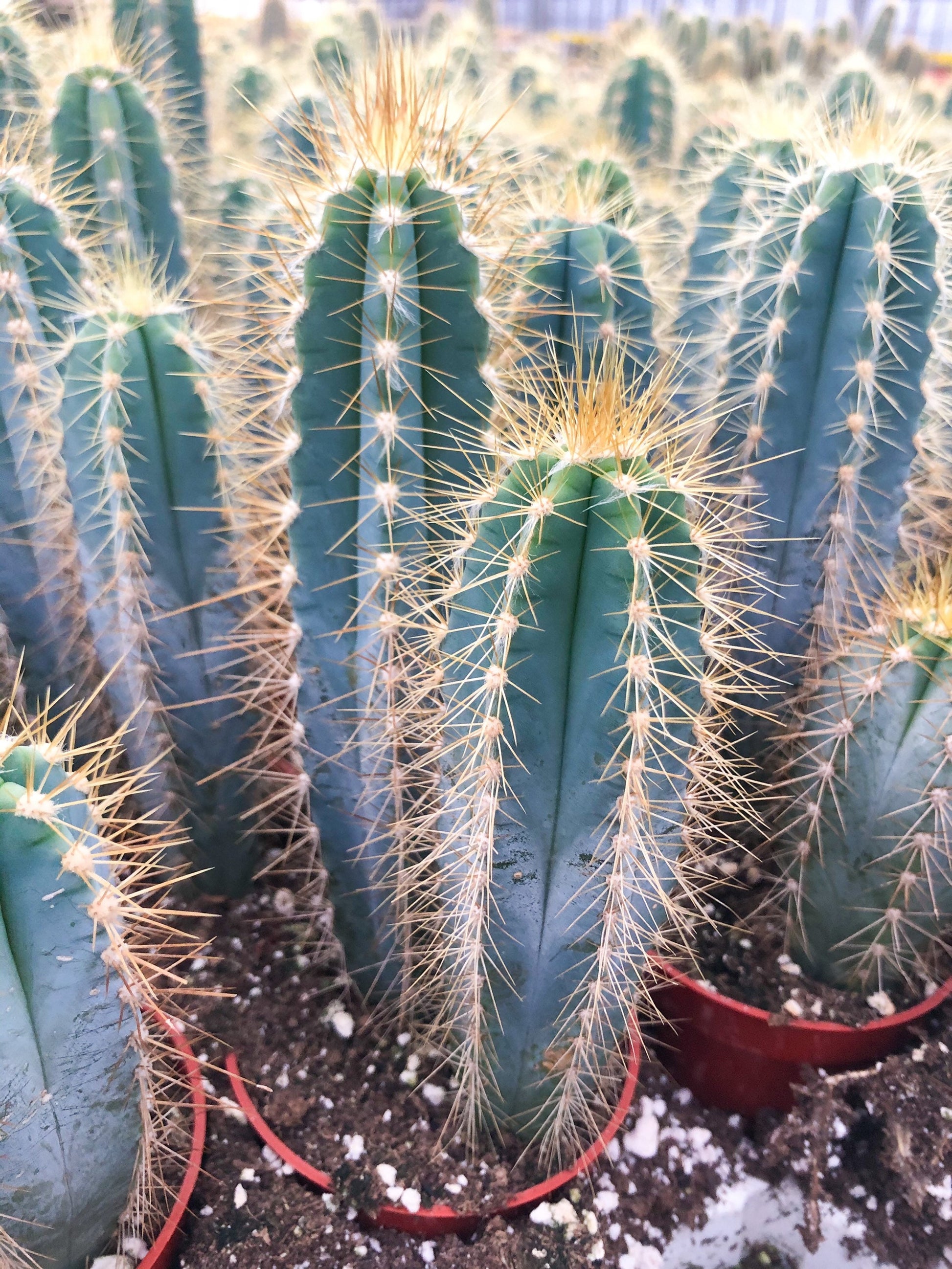 Blue Torch, Pilosocereus Azureus | Blue Cactus