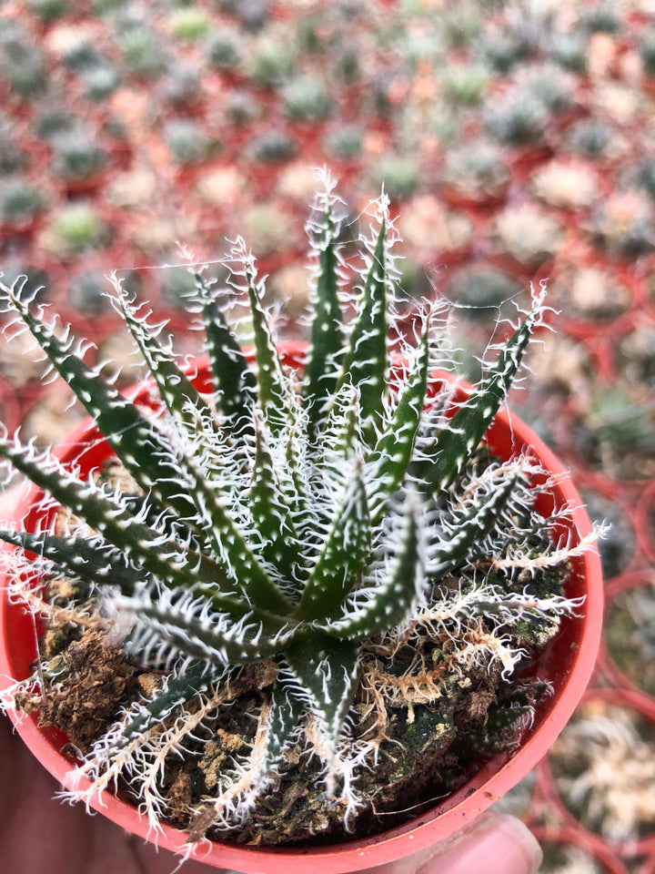 Aloe haworthioides | Live Succulent | Live Plant