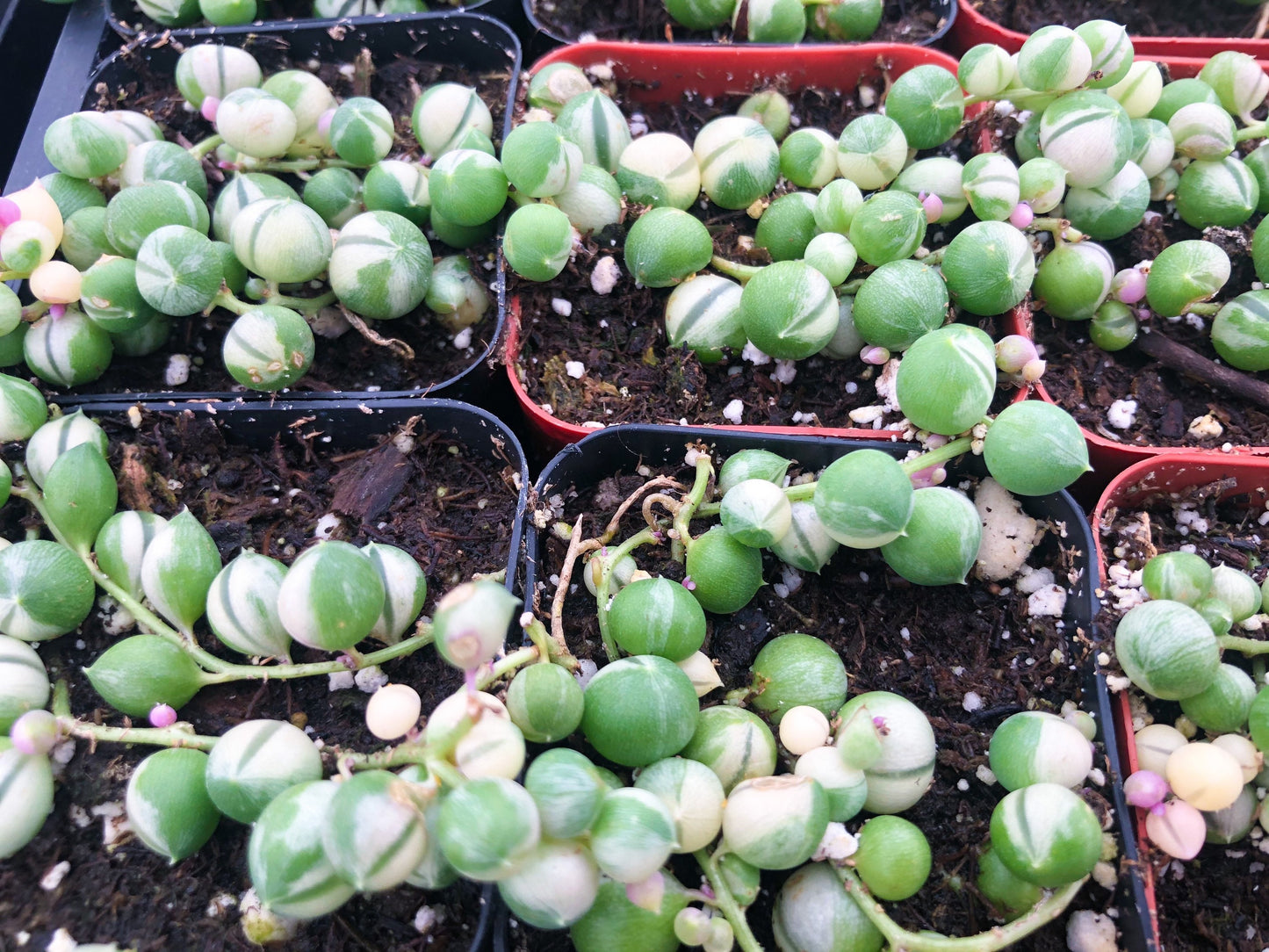 Variegated String of Pearls | String Plants