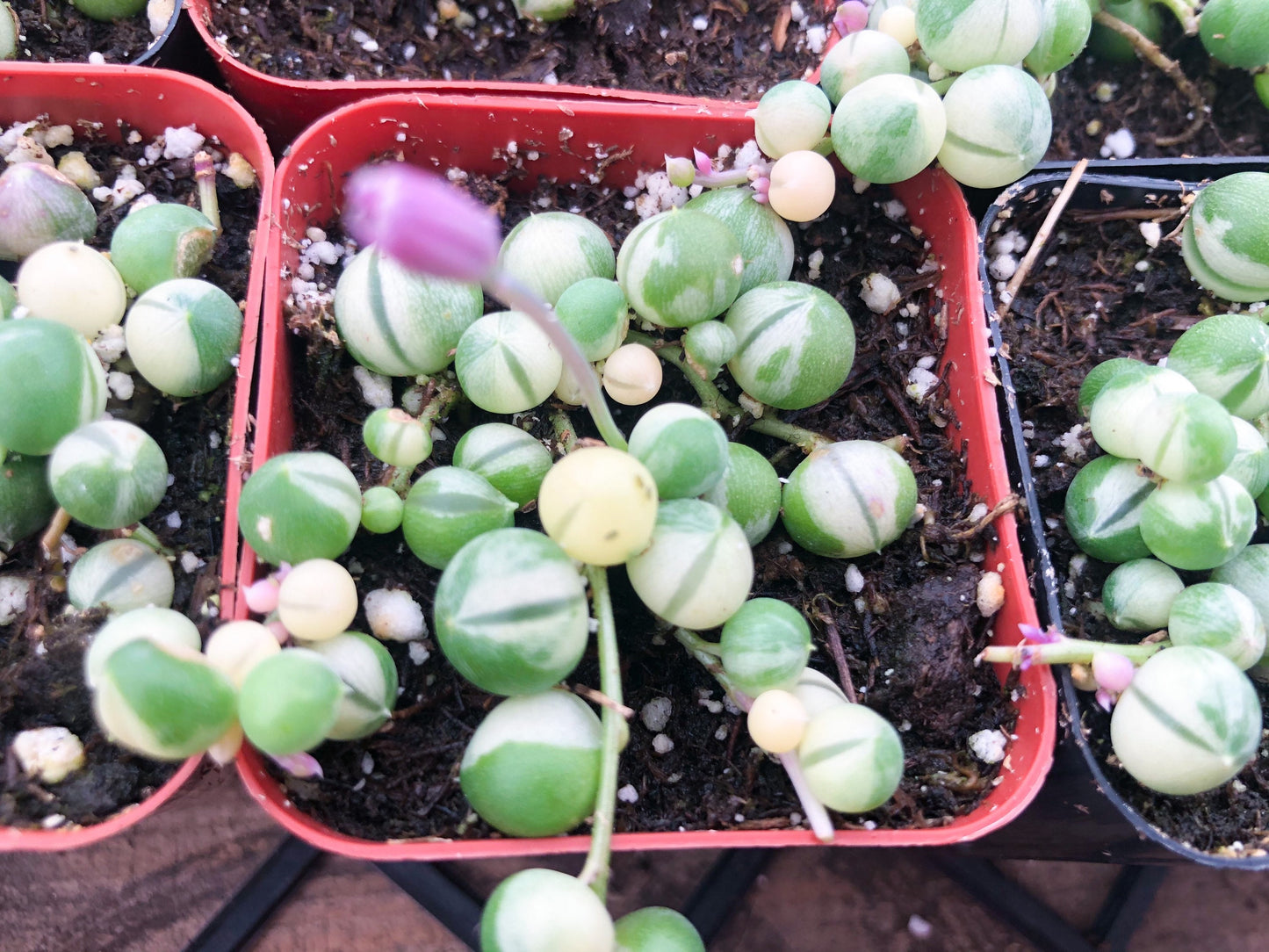 Variegated String of Pearls | String Plants