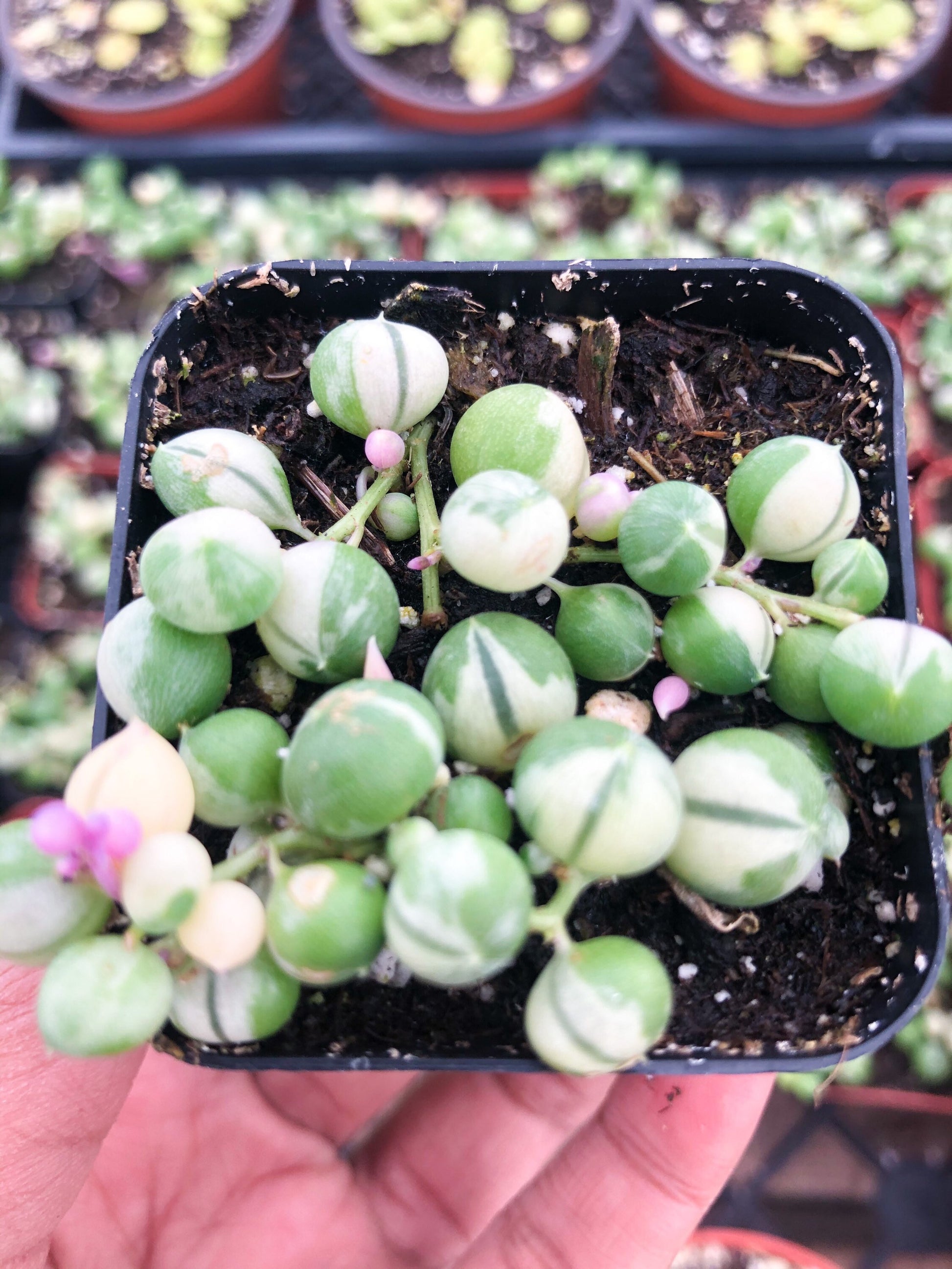 Variegated String of Pearls | String Plants