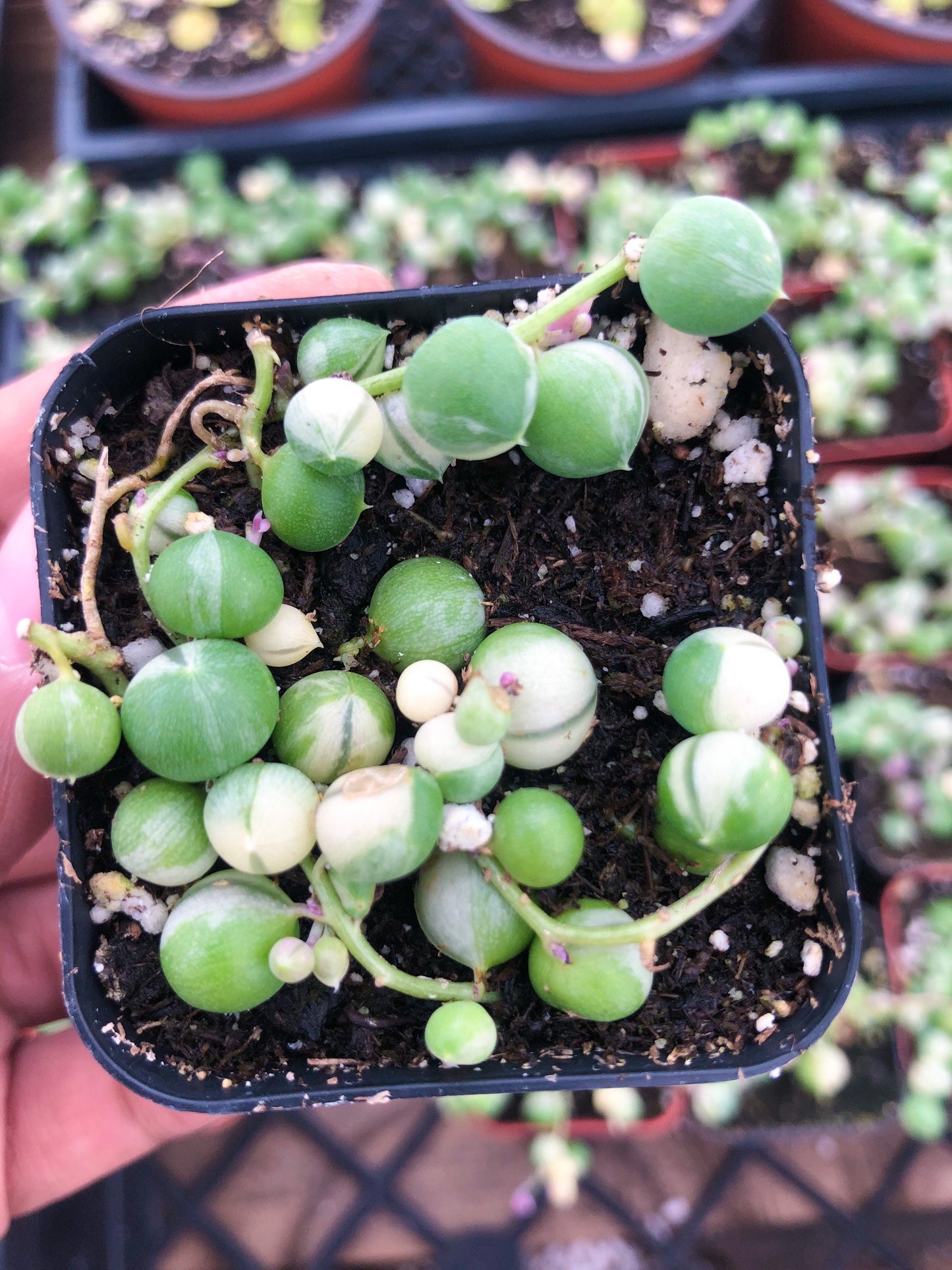 Variegated String of Pearls | String Plants