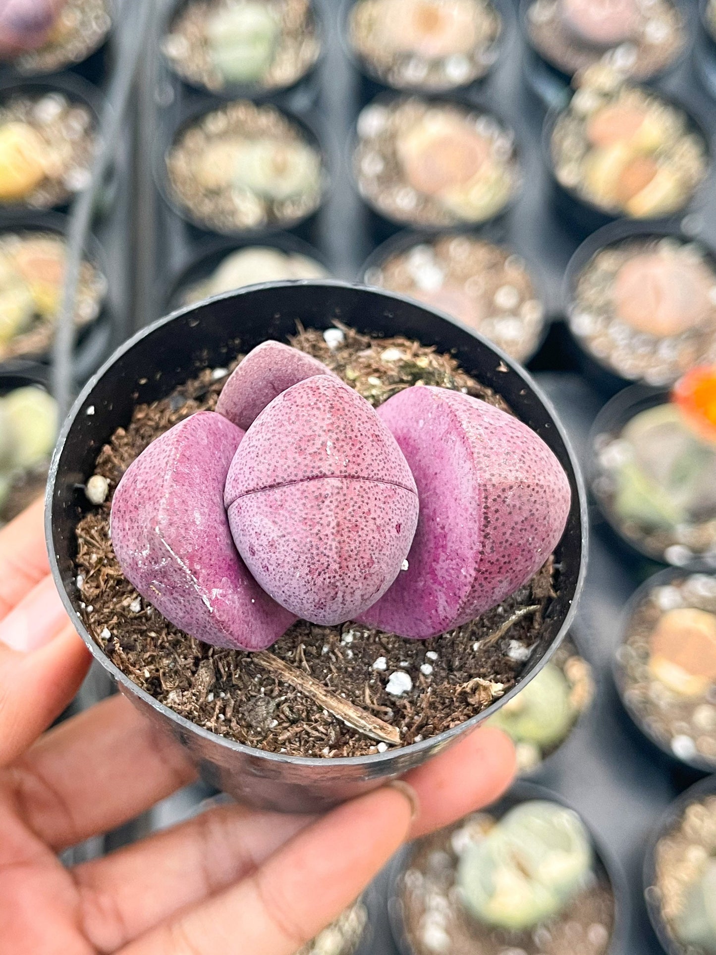 2” Royal Flush | Pleisopilos nelii cv. Royal Flush, Split Rock | Cleft Stone | Liveplants | Rare Plant | Lithops