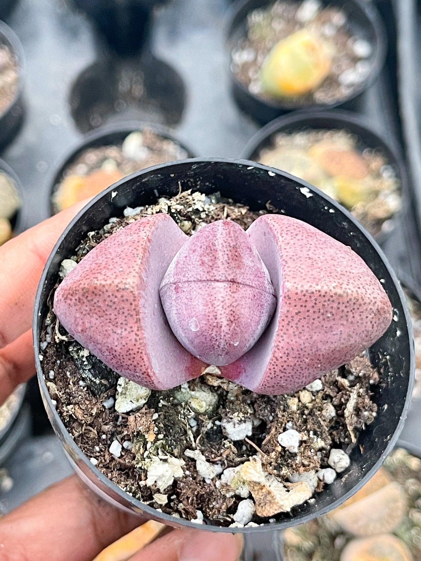 2” Royal Flush | Pleisopilos nelii cv. Royal Flush, Split Rock | Cleft Stone | Liveplants | Rare Plant | Lithops