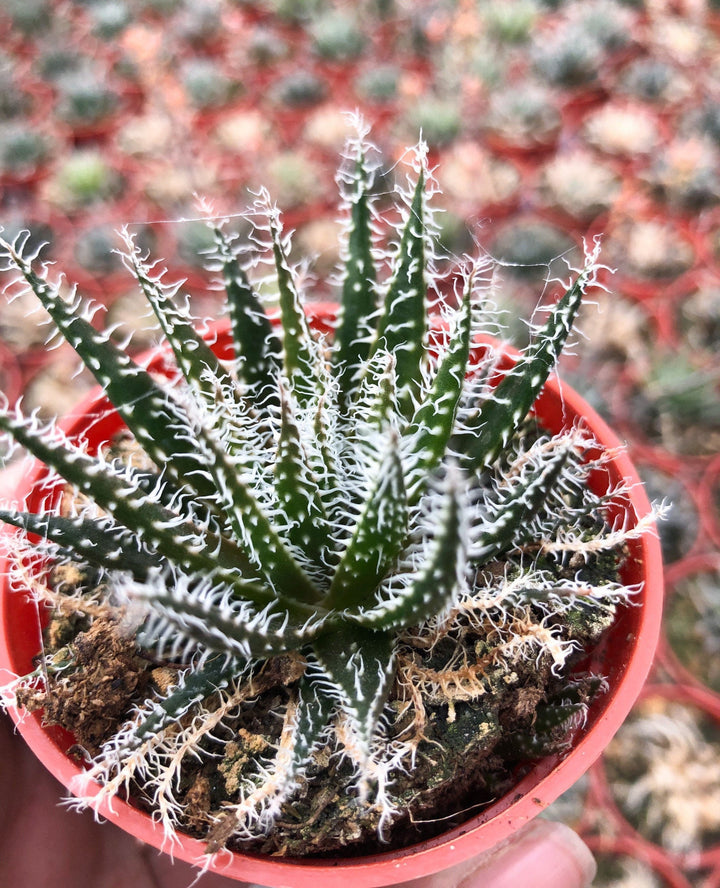 Aloe haworthioides | Live Succulent | Live Plant