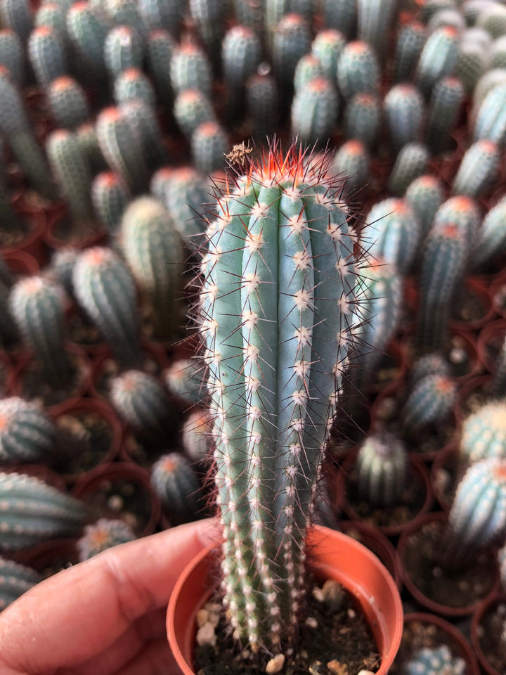 Cipocereus Bradei | Blue Cactus | Rare Exotic Cactus