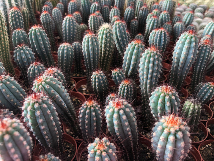 Cipocereus Bradei | Blue Cactus | Rare Exotic Cactus