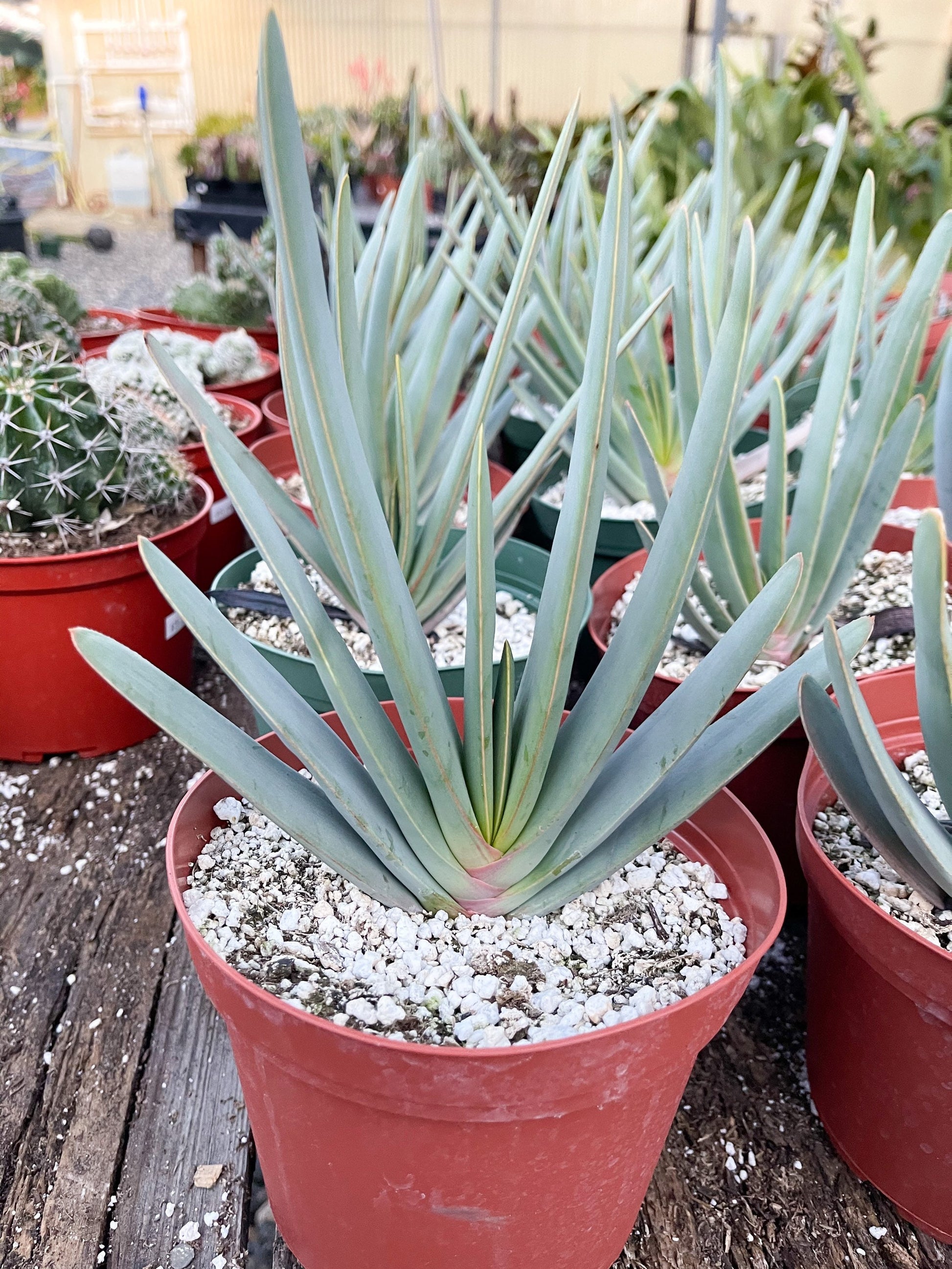 Fan Aloe | Aloe Plicatilis | Kumara plicatilis | Live Succulent