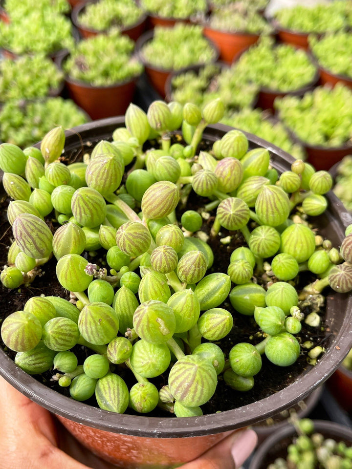 String of watermelon | Senecio Herreanus | Live Succulent | Hanging Plants